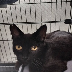 毛がふわふわ　洋猫のような黒猫 - 猫