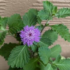 🌼ムラサキルーシャン  植物