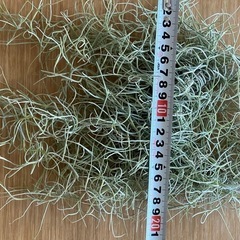 ウスネオイデス（スパニッシュモス）の画像