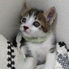 生後1か月弱　キジ白男の子里親さん募集します🐈 - 横浜市