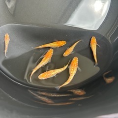 小野紅華 成魚 1匹の画像