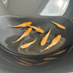小野紅華 成魚 1匹