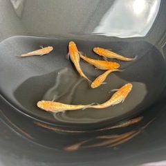 小野紅華 成魚 1匹の画像
