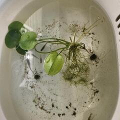 メダカ・ヒメタニシ・ミナミヌマエビ