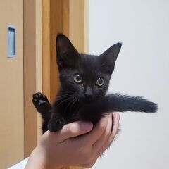 推定4ヶ月