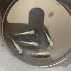 タマムシ