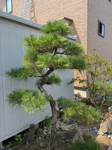 コンパクトな黒松・庭木