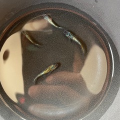 ユリサファ