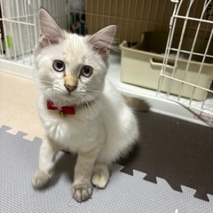 青い瞳のゴロゴロ長毛シャムちゃん