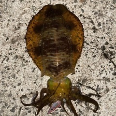 エギング一緒に行きませんか🦑