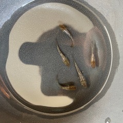 ハルクゴールド