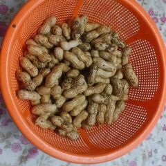 ※本日限定※「取れ立て」落花生 地豆用に♪の画像