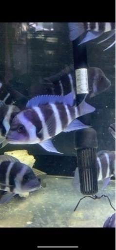 フロントーサ　ワイルドモバ　12〜13㎝　写真個体販売　熱帯魚　アフリカンシクリッド