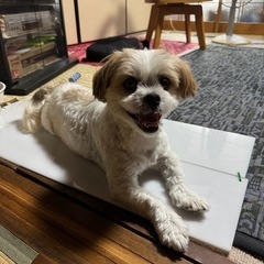 可愛がっていただける里親募集