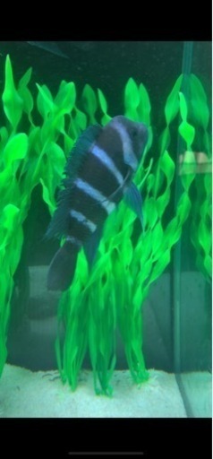 フロントーサ　ワイルドモバ　14〜15㎝　写真個体販売　熱帯魚　アフリカンシクリッド