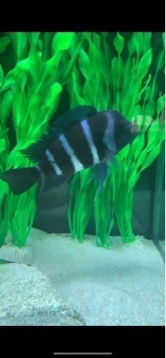 フロントーサ　ワイルドモバ　14〜15㎝　写真個体販売　熱帯魚　アフリカンシクリッド