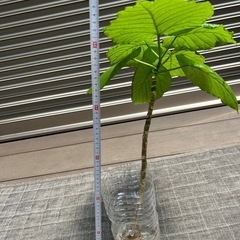 ウンベラータ② 　2本700円の画像