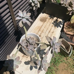 多肉植物　おそらくグラバラリーフ　2鉢の画像