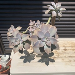 多肉植物　おそらくグラバラリーフ　2鉢の画像