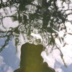 メダカ各種の画像
