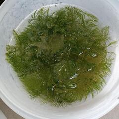 マツモ　水草　　　　　　　　　　　　　　　　　　　　　　　　　　...