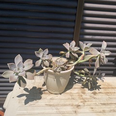 多肉植物　おそらくグラバラリーフ　2鉢の画像