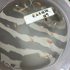 紅白ラメメダカの稚魚（1cmちょっと） ５匹600円からで＋１匹...