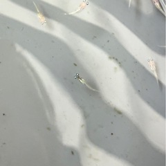 紅白ラメメダカの稚魚（1cmちょっと） ５匹600円からで＋１匹50円です。の画像