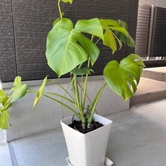 観葉植物　モンステラ