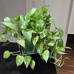 観葉植物　ポトフ