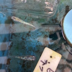 ネプチューンメダカの稚魚（1センチ前後） 6匹600円からで＋１匹50円です。の画像