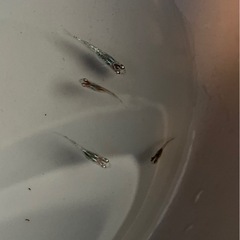 ネプチューンメダカの稚魚（1センチ前後） 6匹600円からで＋１匹50円です。の画像