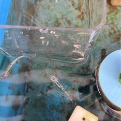 ネプチューンメダカの稚魚（1センチ前後） 6匹600円からで＋１...