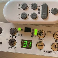 コウデンの画像