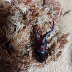 ノコギリクワガタの画像