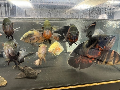 熱帯魚　大型魚　