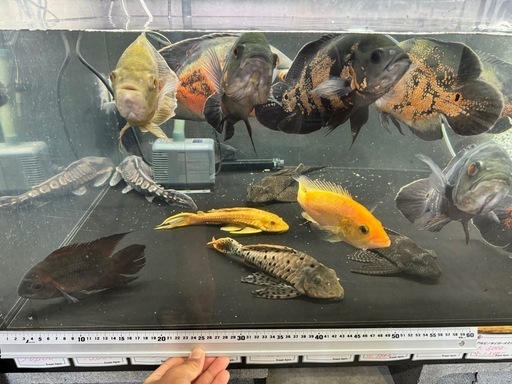 熱帯魚　大型魚　