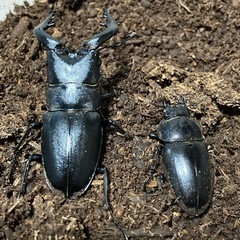 ノコギリクワガタスーパーブラック血統幼虫10頭