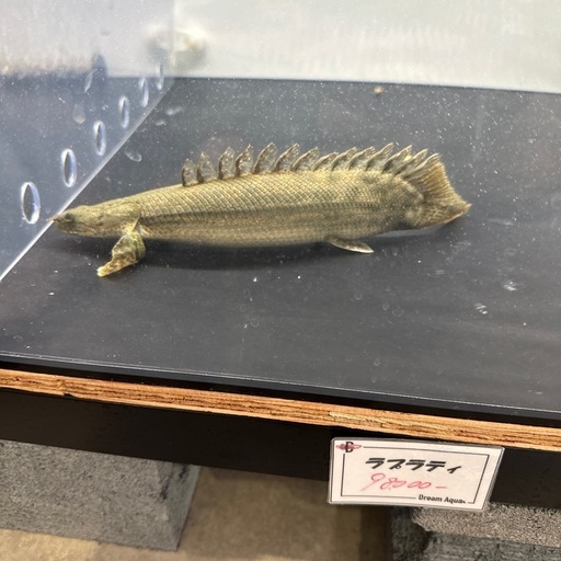 熱帯魚　大型魚
