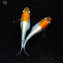 取引中　メダカ　ダイアナ妃　選別漏れ３匹　レモンティアラ　稚魚２匹