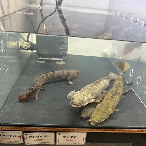 熱帯魚　大型魚　ポリプテルス