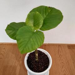 ウンベラータ【観葉植物】5号鉢相当