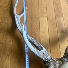 早い者勝ち【貴重】鹿の角（エゾシカ）の画像