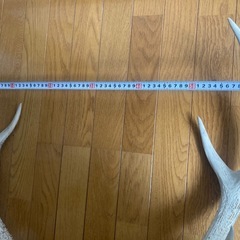 早い者勝ち【貴重】鹿の角（エゾシカ）の画像