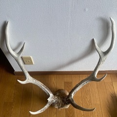 早い者勝ち【貴重】鹿の角（エゾシカ）の画像