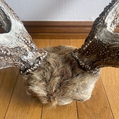 早い者勝ち【貴重】鹿の角（エゾシカ）の画像