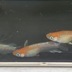 ランキングキーワードに紐づく投稿画像-メダカ