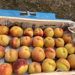 黄金桃！甘味と少しの酸みの美味しい桃