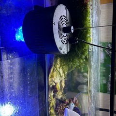 海水水槽水槽用ウミブドウ　の画像