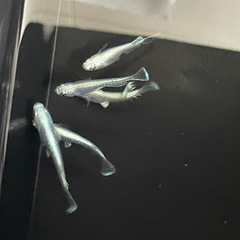 【お取引中】マリアージュRFめだか⭐︎メダカの画像